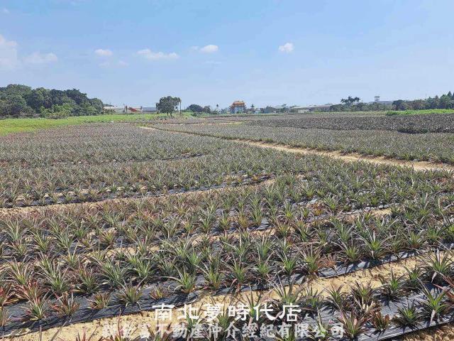 台南關廟農地-4