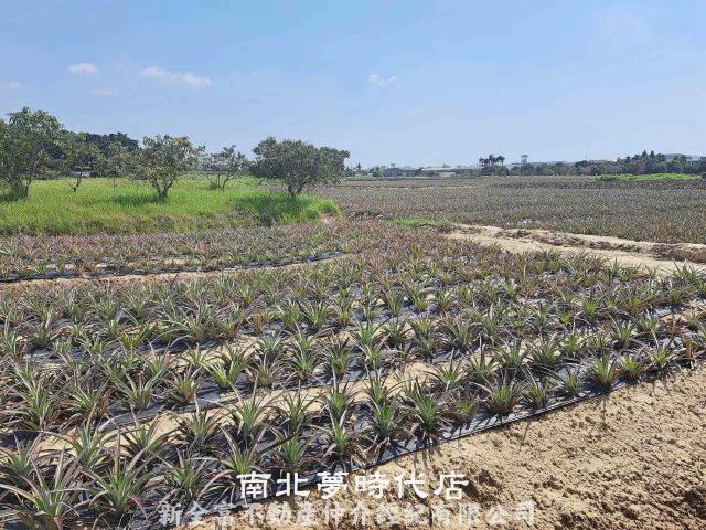 台南關廟農地-6