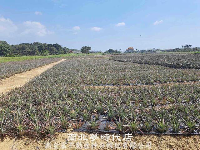 關廟農地-2