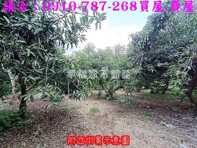 玉井農地-5