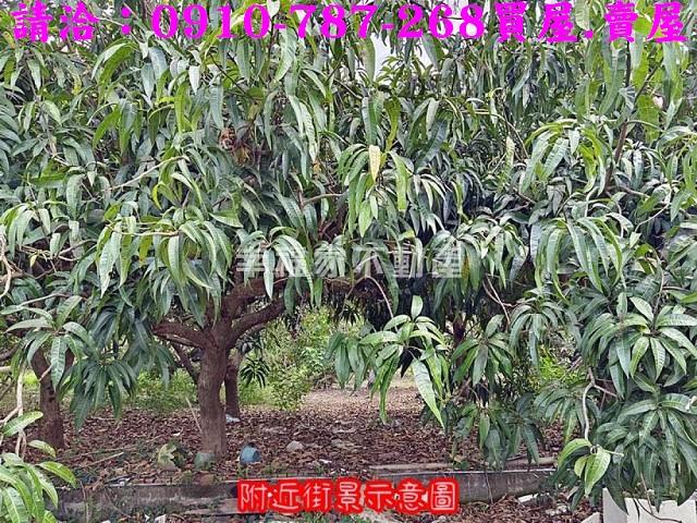 玉井農地-6