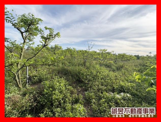 歸仁農地-2