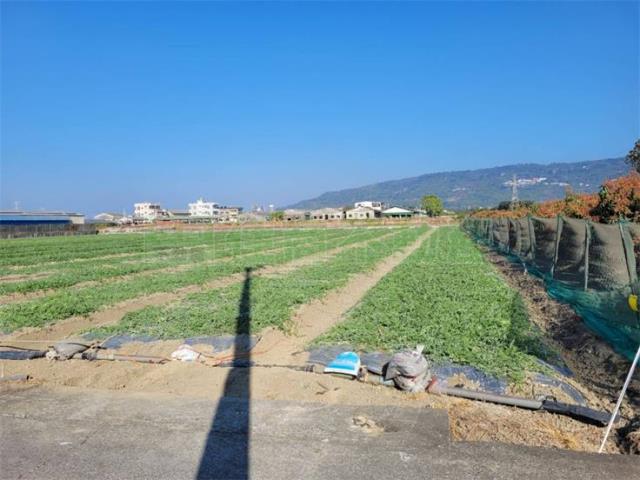 阿蓮農地-5