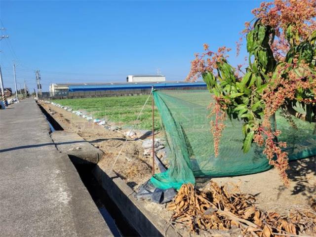 阿蓮農地-6