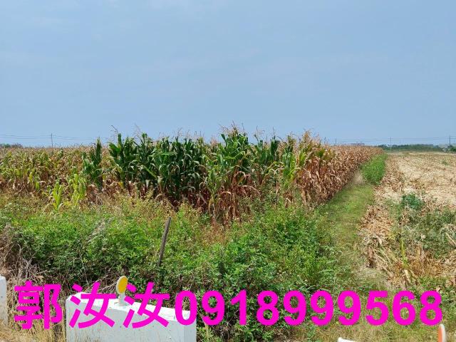 佳里農地-4