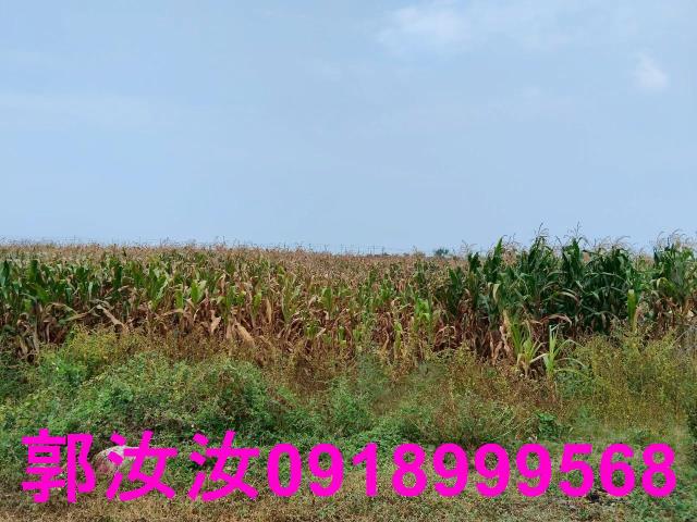 佳里農地-5