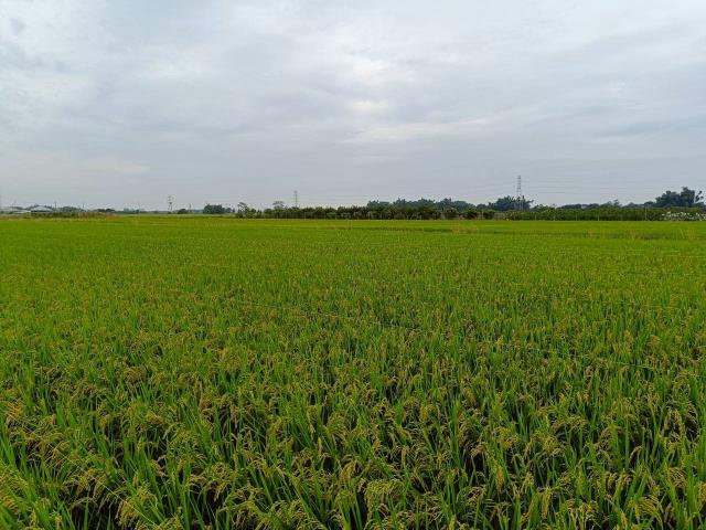 東山農地-13