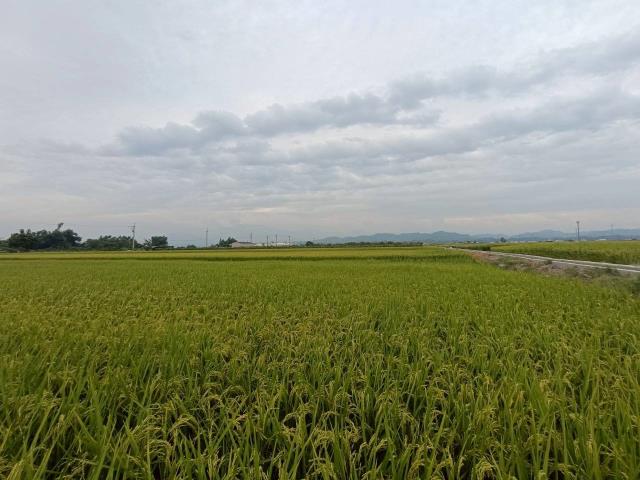 東山農地-6