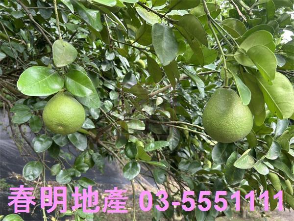 峨眉農地-9