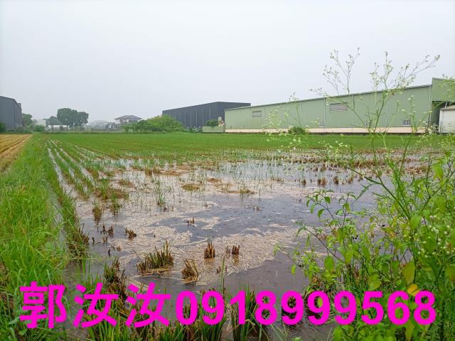 歸仁農地-10