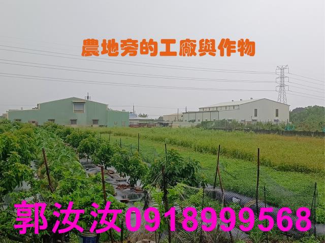 歸仁農地-3
