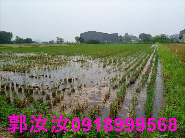 歸仁農地-9