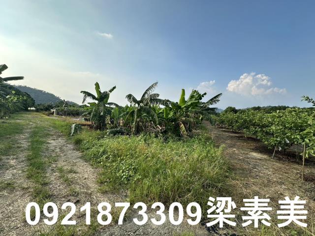 玉井農地-4