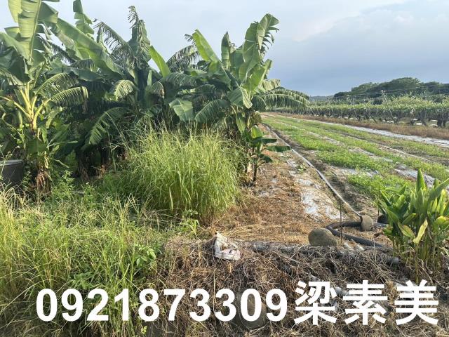 玉井農地-6