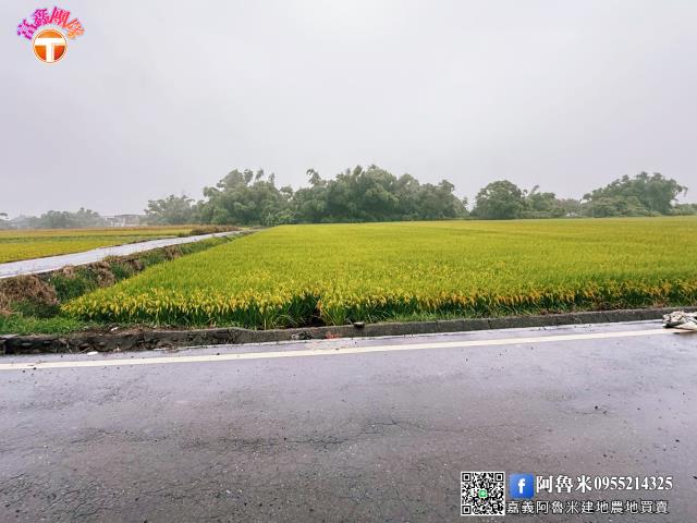 台南農地-3