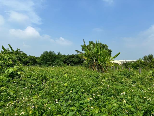 台中農地-2