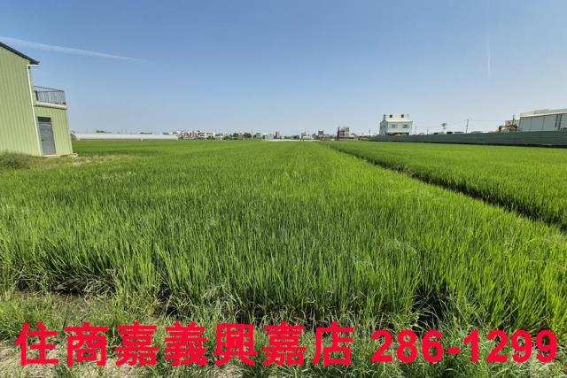 民雄農地-3