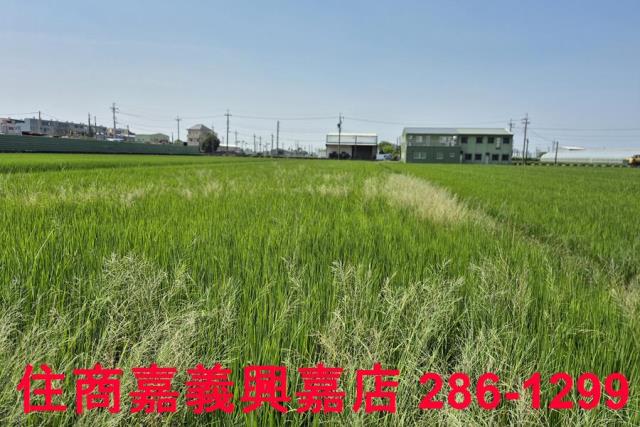 民雄農地-4