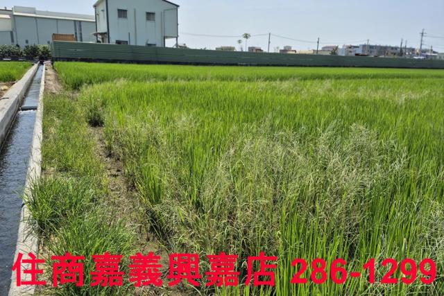 民雄農地-5