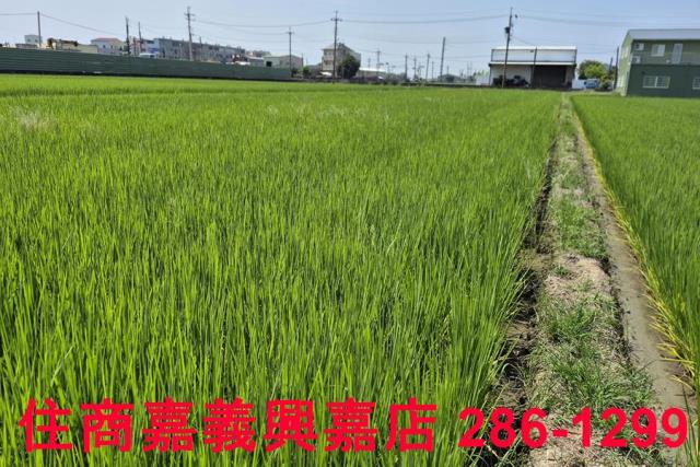 民雄農地-6