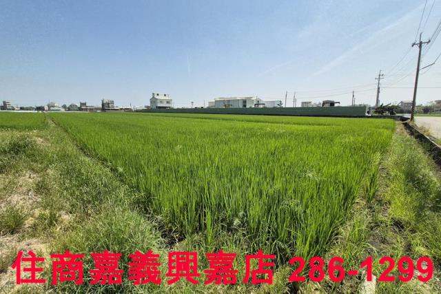 民雄農地-8