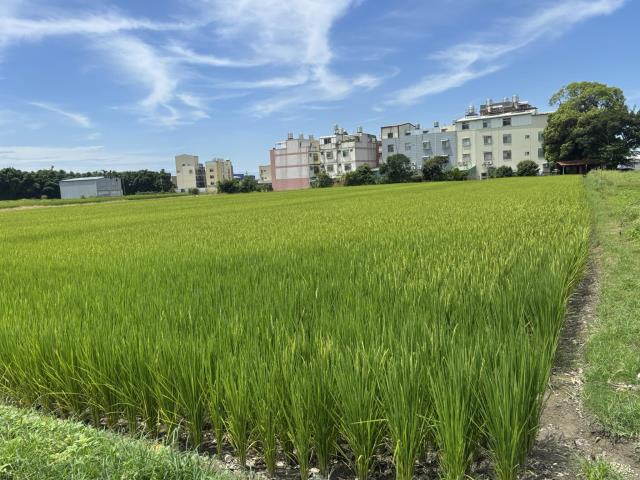台中農地-8