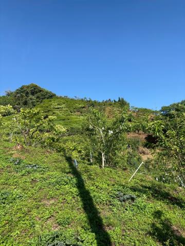 台中農地-6
