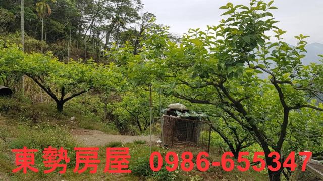 台中農地-5