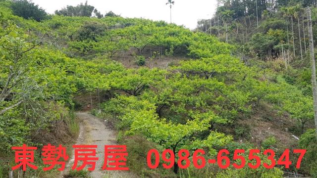 台中農地-7