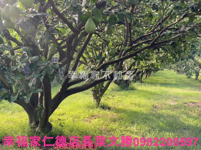 麻豆農地-14