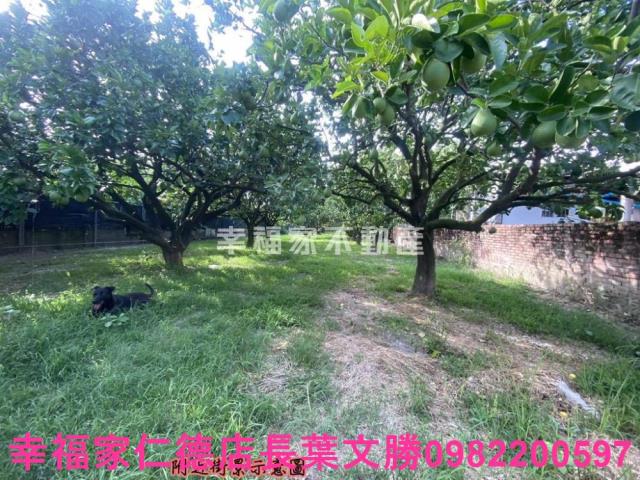 麻豆農地-7