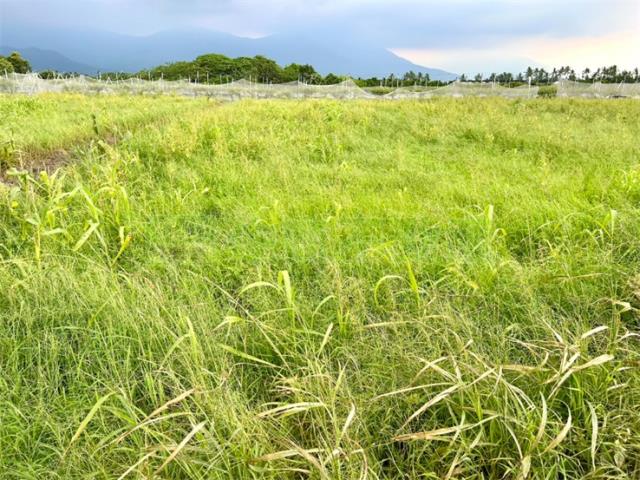 屏東高樹農地-2