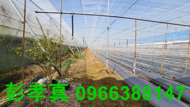 台中新社農地-15