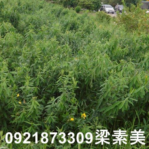台南學甲農地-6