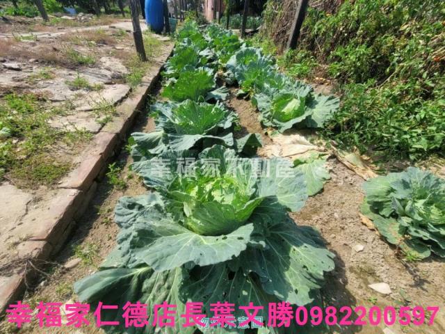 台南仁德農地-13