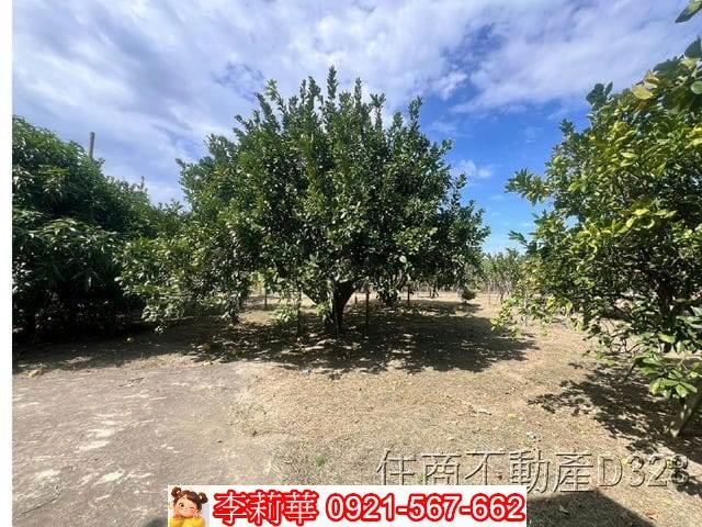 台南麻豆農地-10