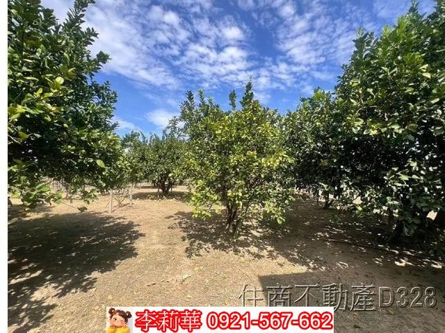 台南麻豆農地-11