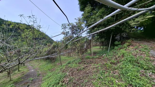 台中東勢農地-3