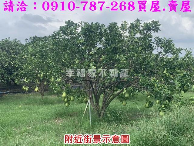 麻豆農地-3