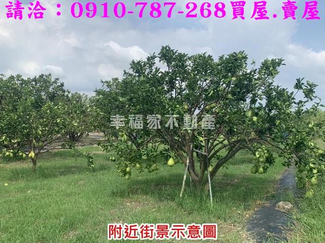 麻豆農地-7