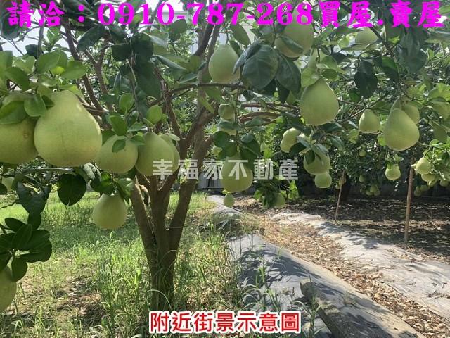 麻豆農地-8