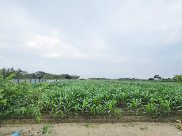 台南佳里農地-6