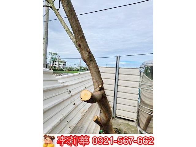 柳營農地-4