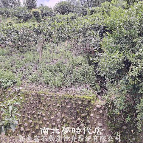 台南楠西農地-4