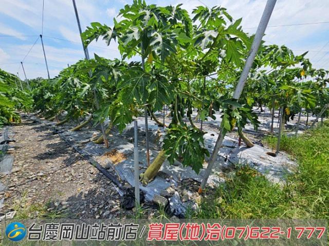 屏東新埤農地-12
