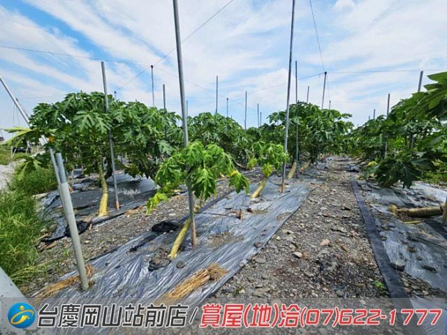 屏東新埤農地-14