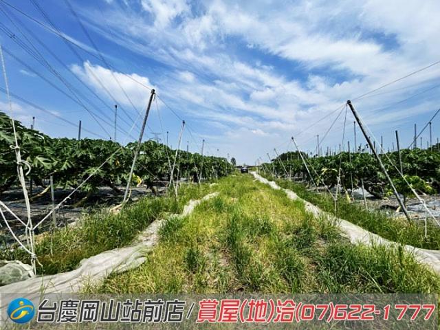 屏東新埤農地-9