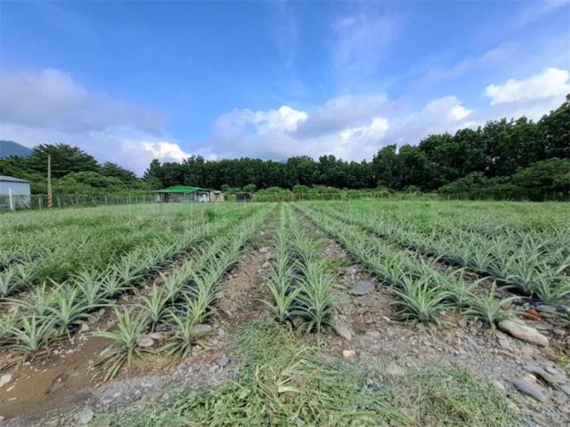 萬巒農地-7