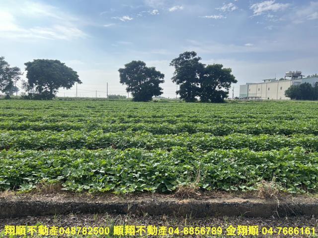 台中農地-10