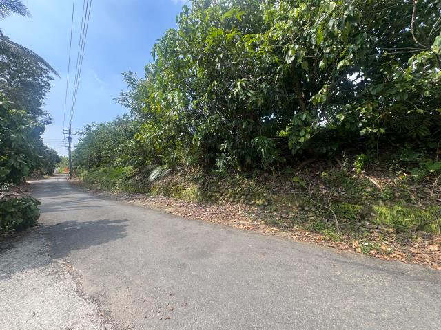 玉井農地-9